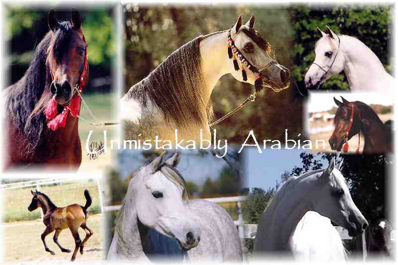 Unmistakably  Arabian